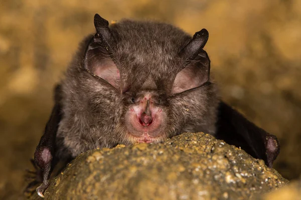Daha az at nalı yarasa (Rhinolophus hipposideros) detay yüz