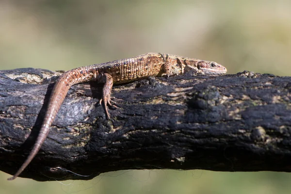 Levendbarende hagedis (Zootoca vivipara) op verbrande stekelbrem — Stockfoto