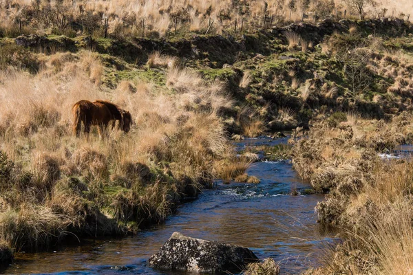 Potro de Dartmoor pastoreo en páramos por río — Foto de Stock