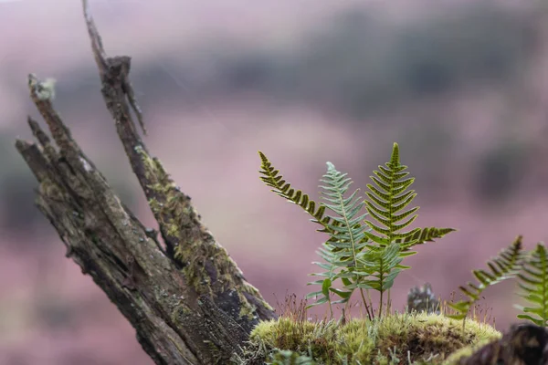 Полиподия (Polypodium vulgare) и мох на ветке — стоковое фото