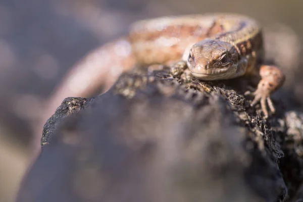 Lagarto Viviparous (Zootoca vivipara) de perto, em gorse queimado — Fotografia de Stock