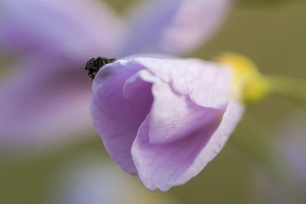 Cuckooflower ou senhora 's smock (Cardamina pratensis) flor com besouro — Fotografia de Stock