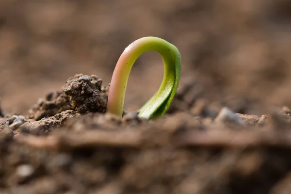 Sycamore (Acer pseudoplatanus) seedling emerging from earth — Stock Photo, Image