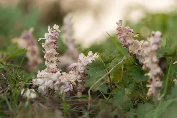 Toothwort (Lathraea squamaria) φυτό το λουλούδι — Φωτογραφία Αρχείου