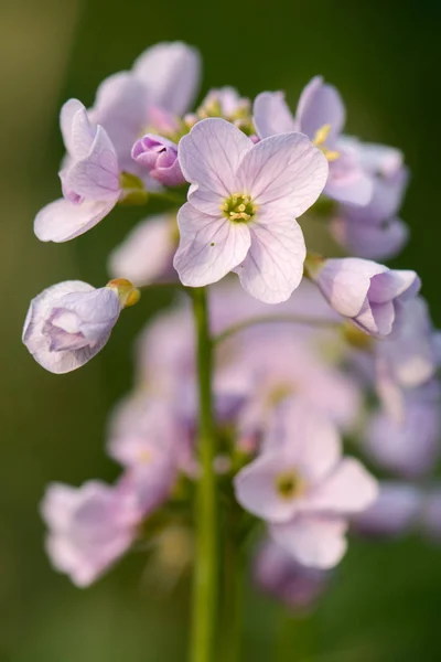 Coquetier ou blouse de dame (Cardamine pratensis) pointe de fleur — Photo