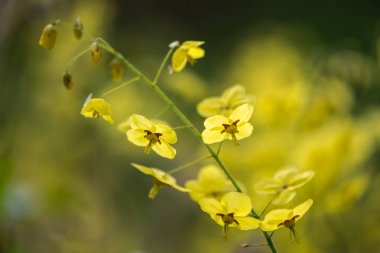 Epimedium versicolor 'Sulphureum' çiçek x