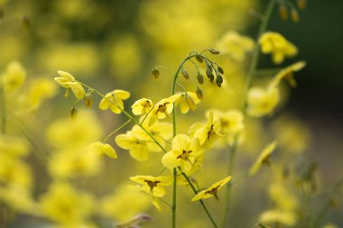 Epimedium versicolor 'Sulphureum' çiçek sapları x