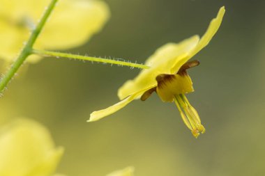 Epimedium çiçek detayını versicolor 'Sulphureum' x