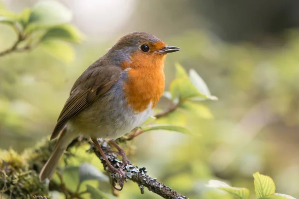 Robin (Erithacus rubecula) zpívá na větvi — Stock fotografie