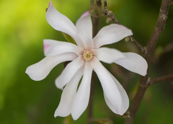 Magnolia stellata "Rosea" flor — Foto de Stock