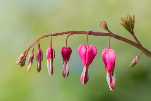 Αιμορραγία καρδιά (Lamprocapnos spectabilis) λουλούδια — Φωτογραφία Αρχείου