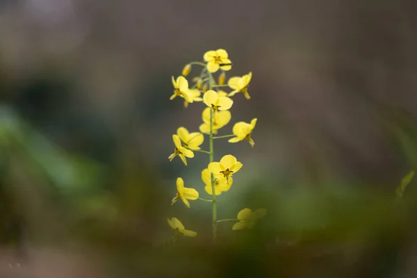 Epimedium x versicolor 'Sulphureum' bloem stam — Stockfoto