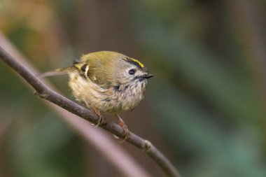 Dala tünemiş Çalıkuşu (Regulus regulus)