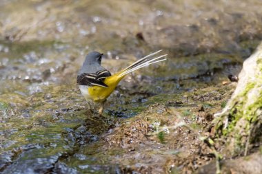 Nehir gri kuyruksallayan (Motacilla cinerea)