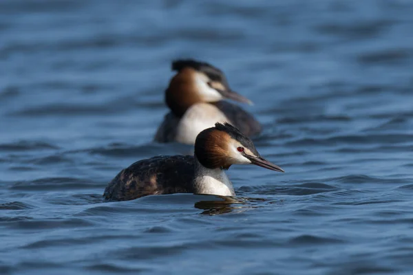 Gran par de grebe de cresta (Podiceps cristatus) — Foto de Stock