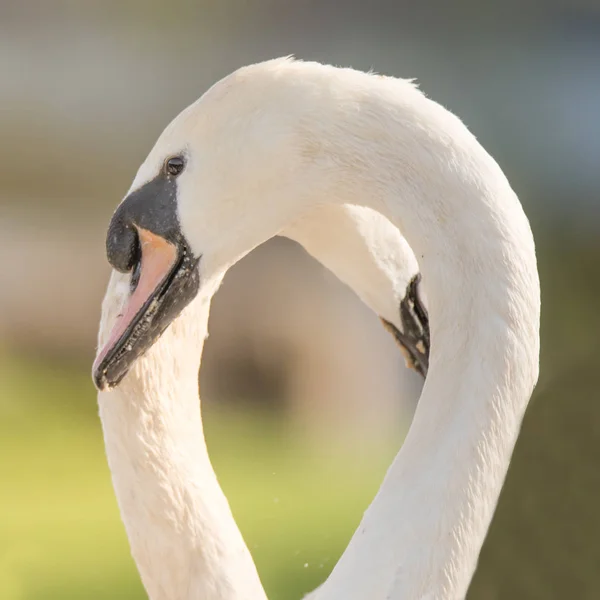 Mute zwanen waardoor vorm van hart met nek — Stockfoto