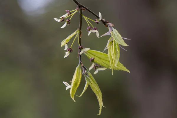 Крапива (Celtis reticulata) цветы и новые листья — стоковое фото