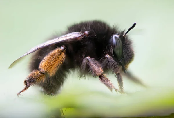 Szőrös lábú virág méh (cseranyagot, szaponint) profil — Stock Fotó