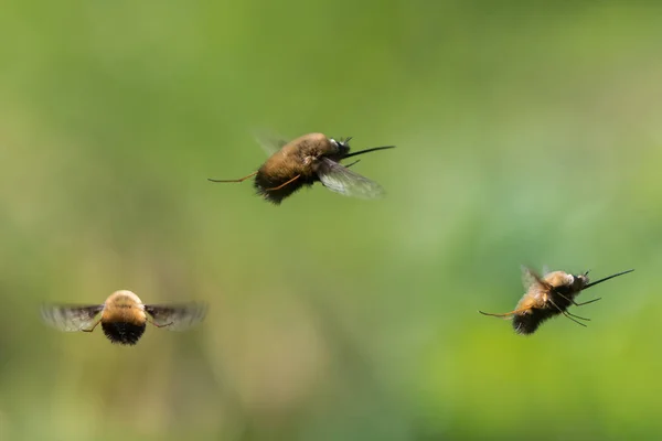 Mosca de abeja punteada (Bombylius discolor) en vuelo — Foto de Stock