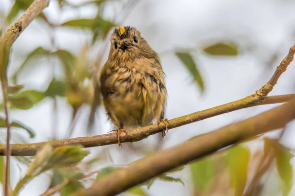 Goldcrest (Regulus regulus) wet after bath — Stock Photo, Image