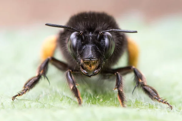 Abelha de pés peludos (Anthophora plumipes) cabeça em — Fotografia de Stock