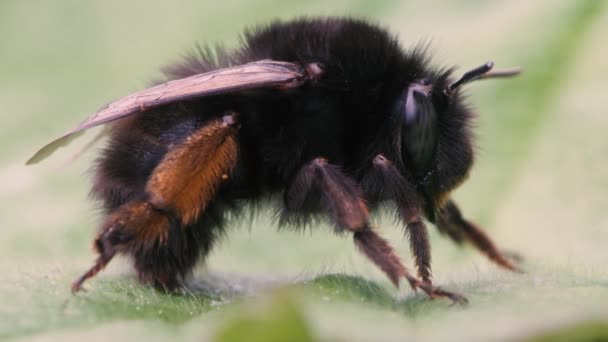 Бджола квітка волохаті плоскостопістю (Anthophora plumipes) — стокове відео