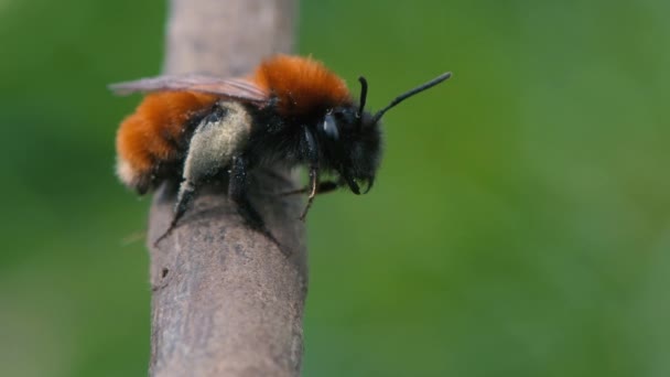 Tawny bányászati méh (Andrena fulva) — Stock videók