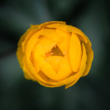 Globeflower (Trollius europaeus) çiçek tomurcuk yukarıdan