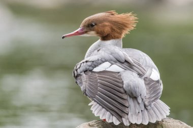 Goosander (Mergus merganser) kadın gösteren kret