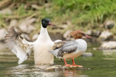Goosander (Mergus merganser) çifti