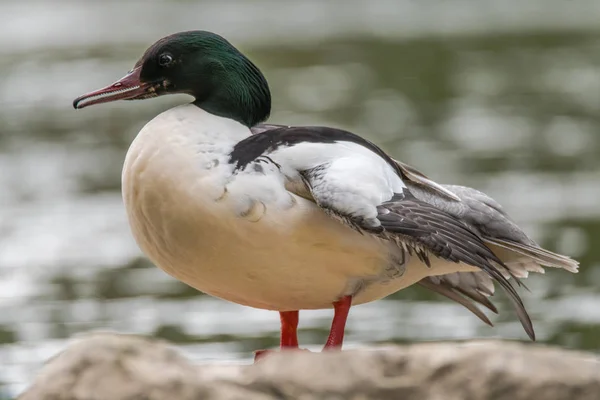 Goosander (Mergus merganser) macho mostrando pico serrado — Foto de Stock