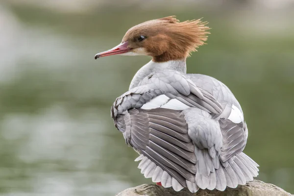 Goosander (Mergus merganser) hembra mostrando cresta — Foto de Stock