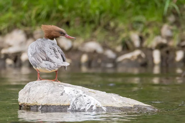 Goosander (Mergus merganser) hembra sobre roca — Foto de Stock