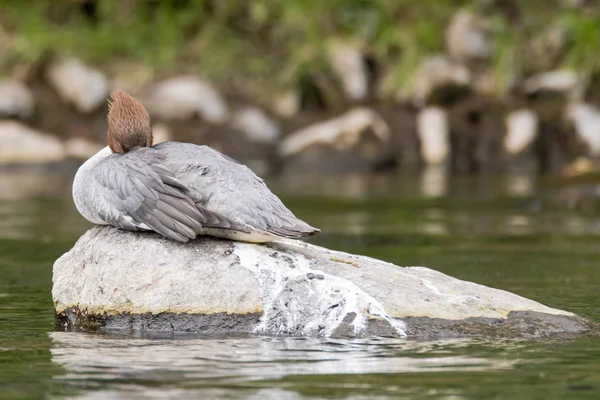 Goosander (Mergus merganser) femelle dormant — Photo