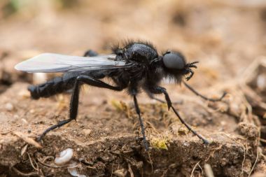 St Mark's Fly (Bibio marci) erkek