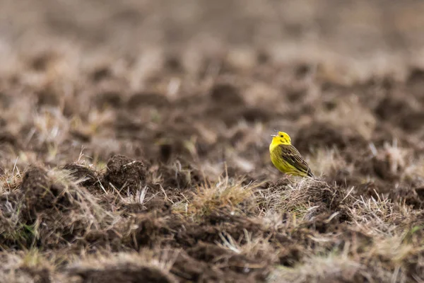 Yellowhammer (Emberiza citrinella) chantant dans le champ — Photo