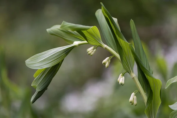 Phoque de Salomon (Polygonatum multiflorum) plante en fleur — Photo