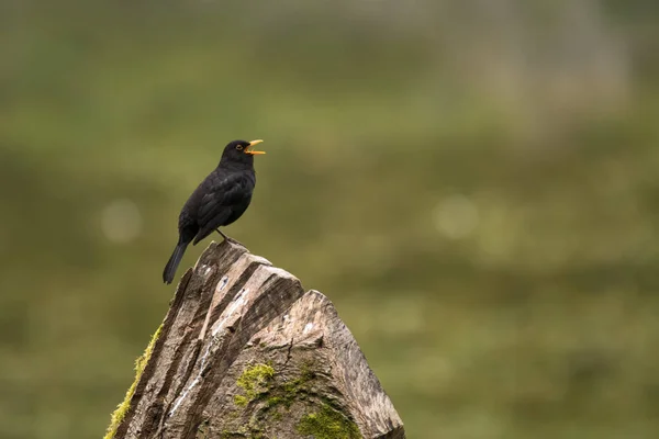 Blackbird (Turdus merula) macho cantando na árvore — Fotografia de Stock