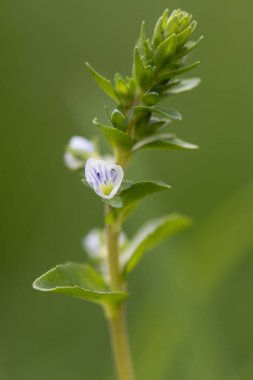 Kekik yapraklı Speedwell (Veronica serpyllifolia) çiçek