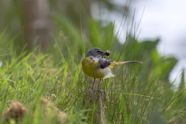 Queue d'aigle grise (Motacilla cinerea) avec insectes dans le bec — Photo