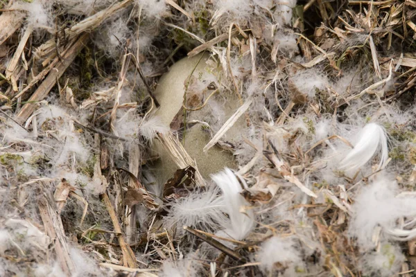 Ovo de cisne mudo (Cygnus olor) em ninho — Fotografia de Stock