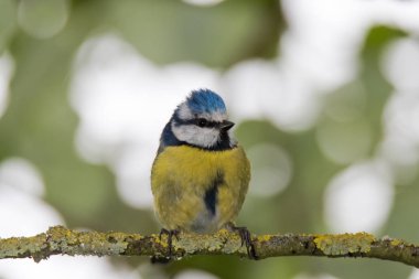 Mavi baştankara (Cyanistes caeruleus) şube başının üstüne tünemiş