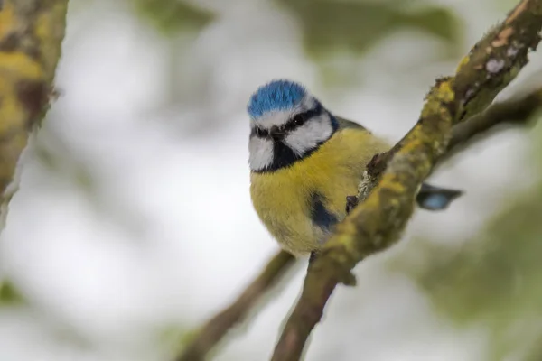 Blåmes (Cyanistes caeruleus) uppe på grenen tittar ner — Stockfoto