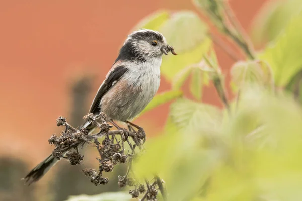 Mésange à longue queue (Aegithalos caudatus) avec insectes dans le bec — Photo