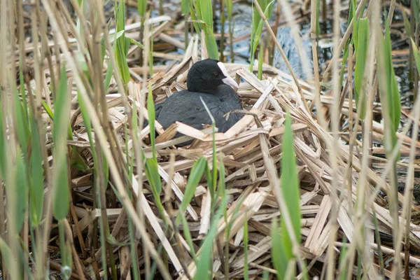 Racine (Fulica atra) sur le nid — Photo