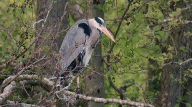 Gri balıkçıl (Ardea cinerea) ağaçta oturuyor