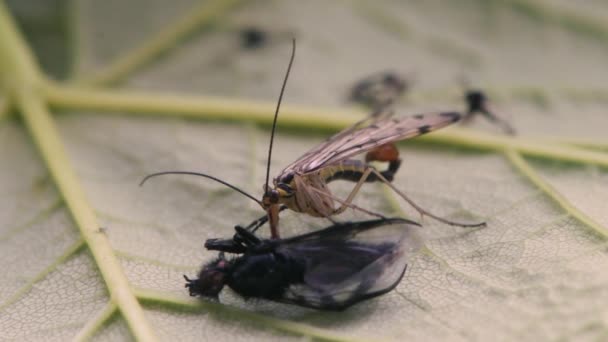 Scorpionfly (Panorpa germanica) mangeant de la mouche — Video