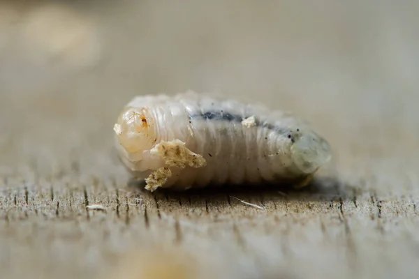 Larva av vanlig geting (Vespula vulgaris) — Stockfoto