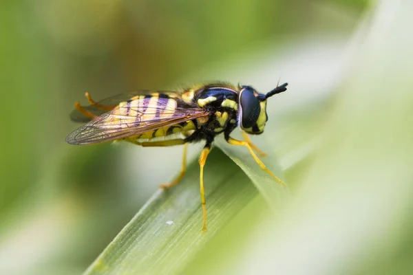 Crisotoxum cautum hoverfly em perfil — Fotografia de Stock