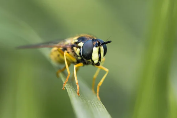 Chrysotoxum cautum hoverfly fej — Stock Fotó